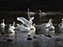 Tundra Swan