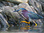 Green Heron