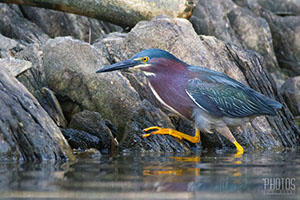 Green Heron