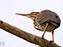 Green Heron