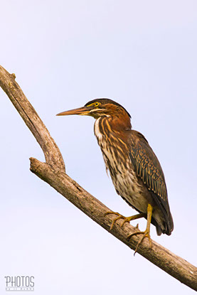 Green Heron