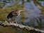 Green Heron