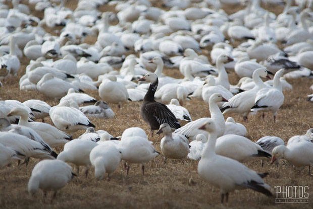 Snow Geese