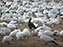 Snow Geese