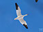 Snow Geese