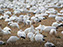Snow Geese