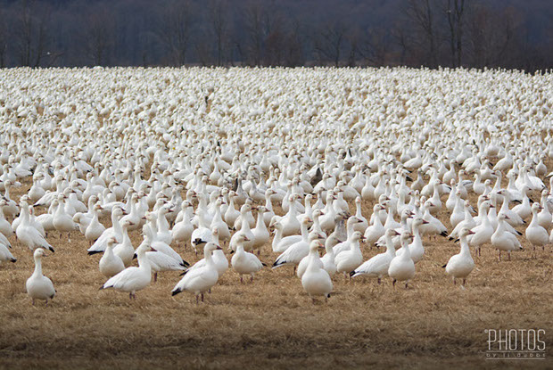 Snow Geese