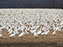 Snow Geese