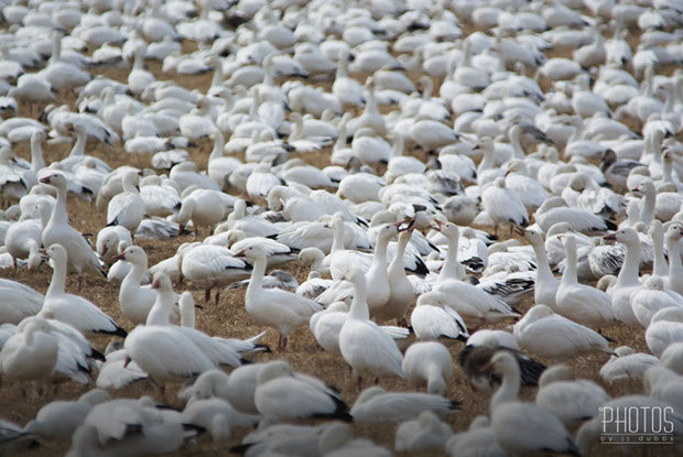 Snow Geese