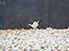 Snow Geese