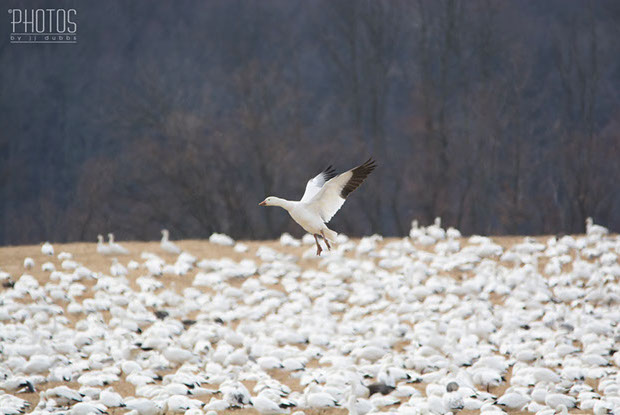Snow Geese