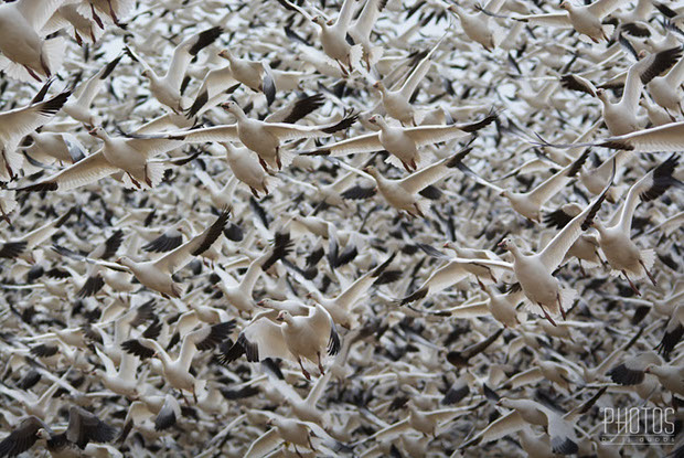Snow Geese