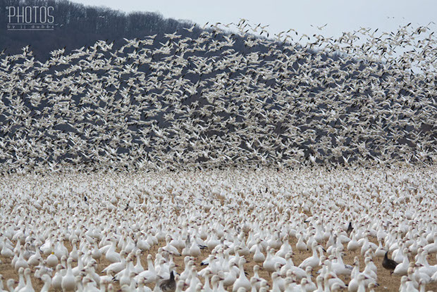 Snow Geese