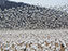 Snow Geese