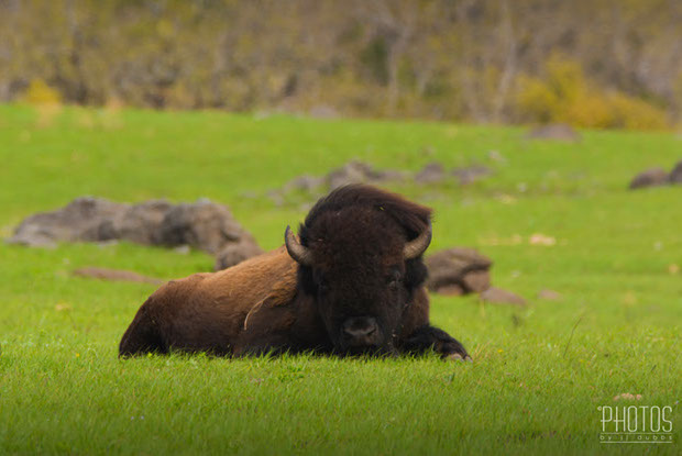 American Bison