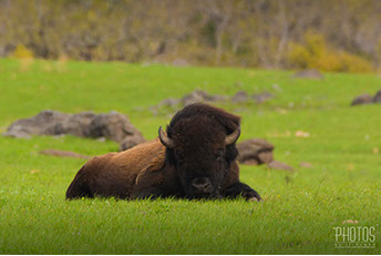 American Bison
