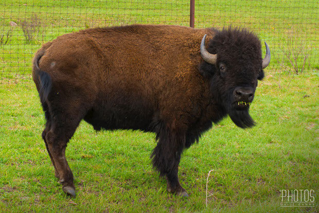 American Bison