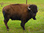 American Bison