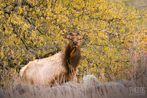 Elk