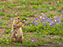 Wichita Mountain Wildlife Refuge, Prairie Dog