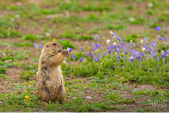 Prairie Dog