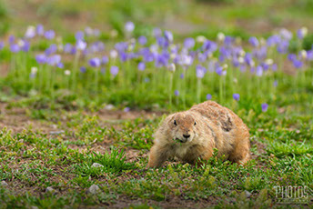Prairie Dog
