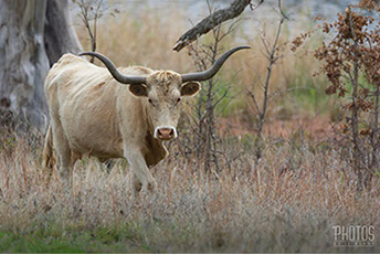 Wichita Mountain Wildlife Refuge, Texas Longhorn