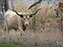Texas Longhorn