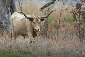 Texas Longhorn