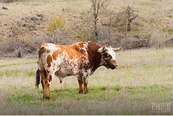 Wichita Mountain Wildlife Refuge, Texas Longhorn