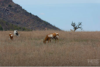 Wichita Mountain Wildlife Refuge, Texas Longhorn