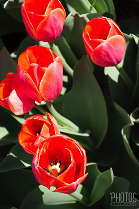 Tulips