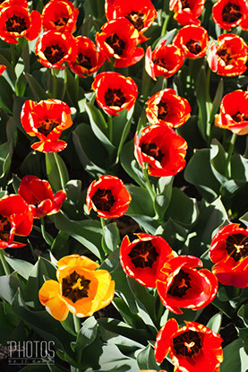 Tulips
