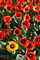 Tulips