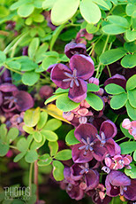 AKEBIA QUINATA VINE
