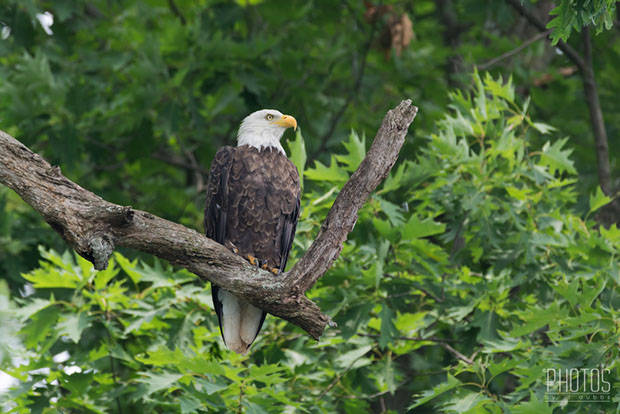 Bald Eagle