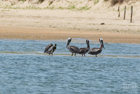 Cape Henlopen State Park, Brown Pelican