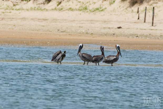 Brown Pelican