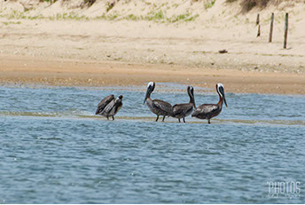 Brown Pelican