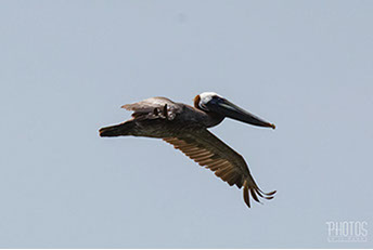 Cape Henlopen State Park, Brown Pelican