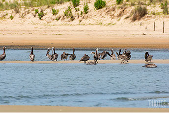 Brown Pelican