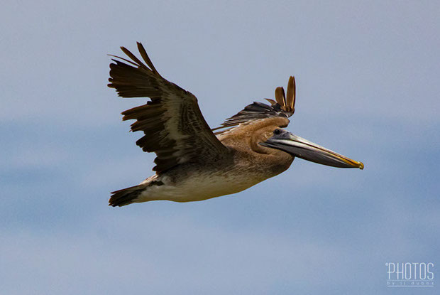 Brown Pelican