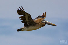 Brown Pelican