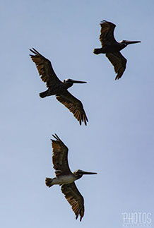 Cape Henlopen State Park, Brown Pelican