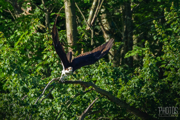 Osprey