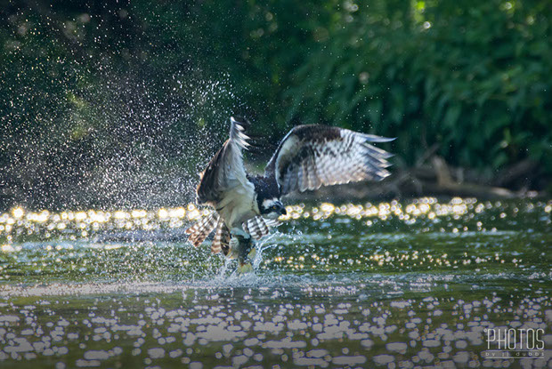 Osprey
