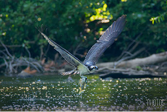 Osprey