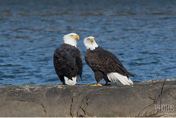 Bald Eagles
