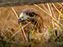 Red-Tailed Hawk