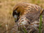 Red-Tailed Hawk